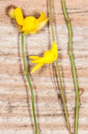 Image result for Utricularia simulans