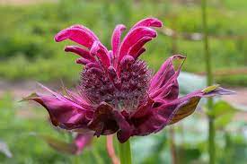 Why Won T My Bee Balm Flower Gardener S Path