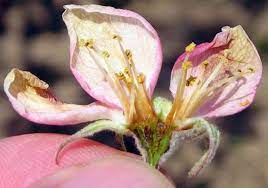 Good news for peach lovers who live in warmer climates where peaches won't usually grow: Assessing Frost And Freeze Damage To Flowers And Buds Of Fruit Trees Fruit Nuts
