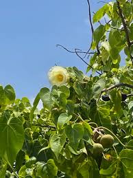 Image result for Thespesia populneoides