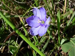 Image result for Aristea abyssinica