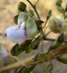 Image result for Decorsea schlechteri