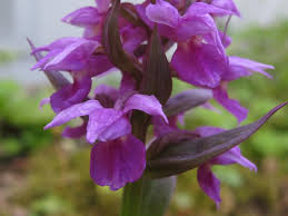 Image result for Xyris aristata