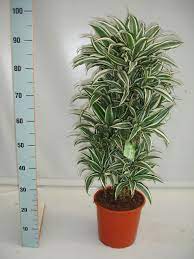 Dracena plant zum kleinen preis hier bestellen. Dracena White Jewel Google Search Dracena Flowers Plants