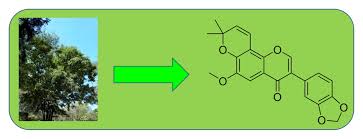 Image result for Millettia dura