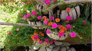 How To Grow Moss Rose Portulaca Grandiflora From Cuttings On Coconut Husk Hanging Outdoor Decor Portulaca Flowers Portulaca Grandiflora Moss Rose Purslane