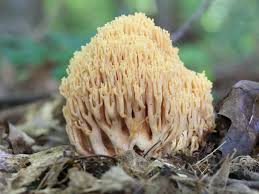 Image result for Ramaria stricta