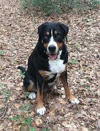 Landwirte verkaufen bei uns privat hunde der rasse berner sennenhund. Grosser Schweizer Sennenhund Wikiwand