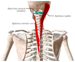 Musclesm in the upper human back. Muscles Of The Back Concise Medical Knowledge
