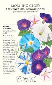 Something Old Something New Morning Glory Seeds 6 Grams In 2020 With Images Morning Glory Seeds Garden Vines