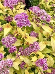 Image result for spirea japonica gold princess