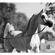 الخيل العربي On Instagram الخيل خيل خيول الخيول الخيول العربية الخيل العربية الخيول العربيه الخيل العربي الخيول العربية الأصيلة مربط حصان حصان Horses Animals