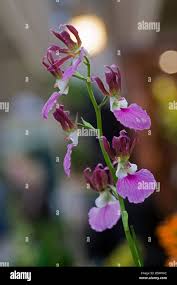 Image result for Eulophia guineensis