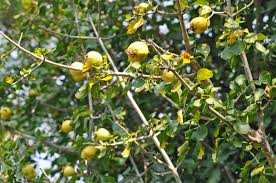 Image result for Gardenia cornuta