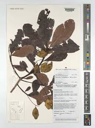 Image result for Terminalia brachystemma
