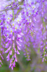 wisteria flowers in bloom by natalia ganelin blooming flowers purple flowers wisteria