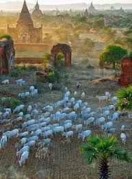 Enjoy A Peaceful Sunrise In Bagan With Little Obedient Cows Myanmar Travel Bagan Myanmar Asia Travel