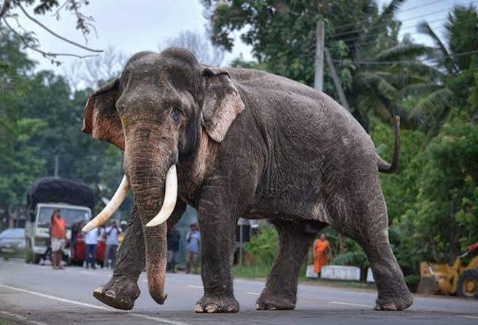 Environmental Groups Protest Over Treatment of Tusker Kawanthissa