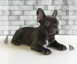 #319074 shade is available and ready to meet his new family. View Ad French Bulldog Puppy For Sale Near Florida Miami Usa Adn 144603