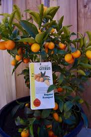 They are usually under 10 feet tall, whereas their standard counterparts can. 7 Best Indoor Fruit Trees Lemon Lime More 2019 The Strategist