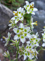 Your texas wildflowers stock images are ready. Wildflowers Of Texas