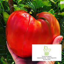 The oxheart tomato probably originated in russia (where it was first mentioned) towards the end of the 19th very often, oxheart tomato plants look rather sickly. Grow A Giant Tomato As Big As Your Heart Container Crazy Ct