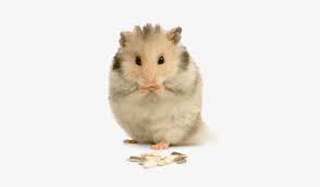 Download transparent hamster png for free on pngkey.com. Hamsters Png 439x400 Png Download Pngkit