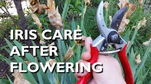 We did not find results for: Iris Care After Flowering Youtube