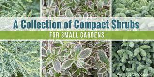 This shrub is well suited for use as a groundcover or edging plant. Compact Shrubs For Small Gardens