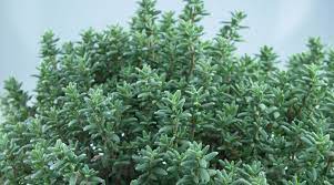 Vous souhaitez cultiver des plantes aromatiques en pot sur votre balcon ? Thym Plantation Entretien Cote Maison
