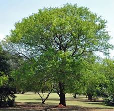 Image result for Acacia nigrescens