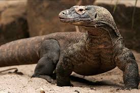 Komodos can reach lengths of up to 10 feet (3 meters) and. Komodo Dragons And Other Monitors Genesis Park