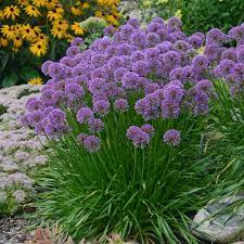 Check spelling or type a new query. Millenium Ornamental Onion Allium Hybrid Proven Winners