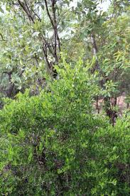 Image result for Sclerochiton apiculatus