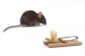 Inventors Month Who Invented the Mouse Trap? - HomeTeam Pest Defense