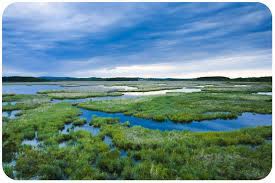 Maybe you would like to learn more about one of these? Freshwater And Wetland Biomes Ck 12 Foundation