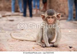 Baby monkey stock photos and images. Cute Baby Monkey Playing On The Side Of The Road Macaque Portrait Monkey Life Among People In Asia Cute Baby Monkey Canstock