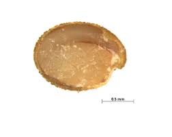 Image result for Trifolium wentzelianum