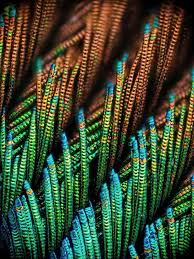 What Everyday Things Look Like Under the Microscope