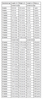Average Fetal Length And Weight Chart Babycenter Baby