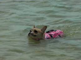 Pagesbusinessesshopping & retailretail companyfrench bulldog giftsvideosare they suckling or swimming?! Millie The French Bulldog Swimming In The Ocean Youtube