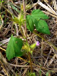 Image result for Ipomoea dichroa