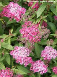 Image result for Spiraea x bumalda ´Crispa