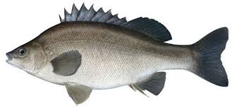 Jade perch grows in flowing rivers that have a diversity of saline levels and temperature. Jade Perch Owl Springs Farm