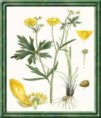 Compact plus alemán © harpercollins publishers 2007 Butterblume Blume Fur Wohlstand Waldfee Net Wahrsagekarten Und Tarot Pflanzen Karten Legen Blumen