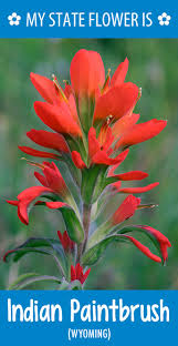 Hometalk State Flowers Indian Paintbrush Flowers Indian Paintbrush Wild Flowers
