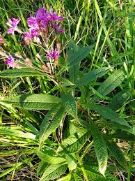 Image result for Vernonia stenocephala