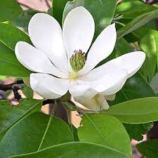 .trades & home services education & child care entertainment & parties flowers & florists health, medical & senior care hospitality industrial & manufacturing landscaping & lawn services legal moving & storage real estate religious & spiritual restaurants & food service retail sports. Welcome To Waverly Farm Wholesale Nursery