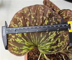 Image result for Nervilia sp.no.4