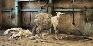 Schafe scheren & klauen schneiden, madiswil, switzerland. Schafe Richtig Scheren Alles Zur Schafschur Stallbedarf24 Ratgeber
